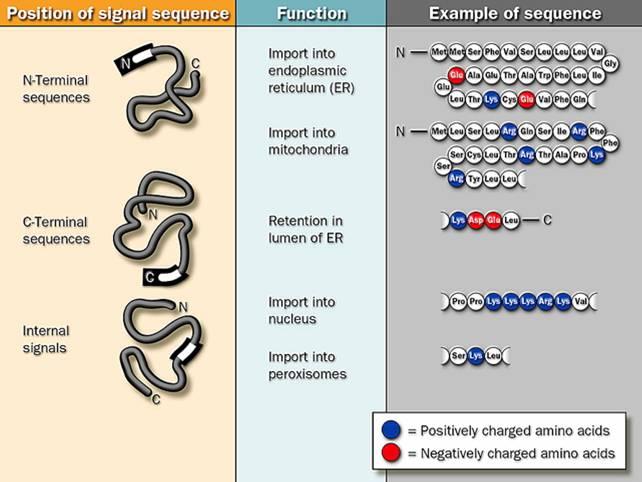 在从mrna序列翻译成线性的肽链时,蛋白质都是以去折叠多肽或无规则