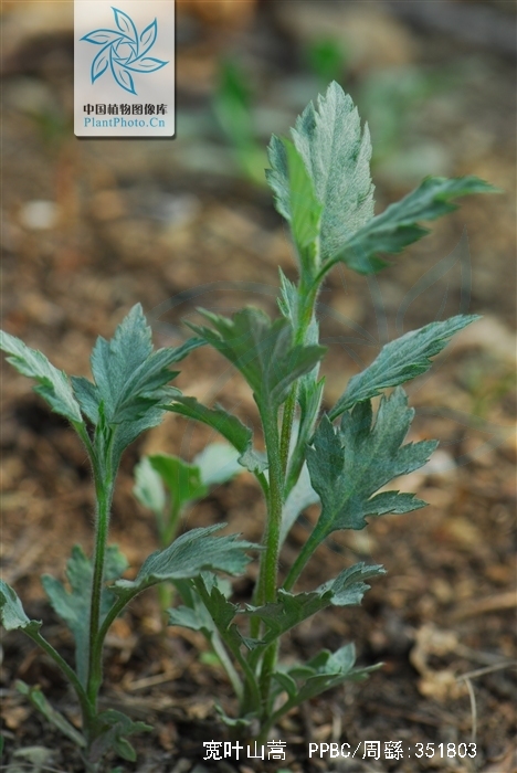 artemisia stolonifera