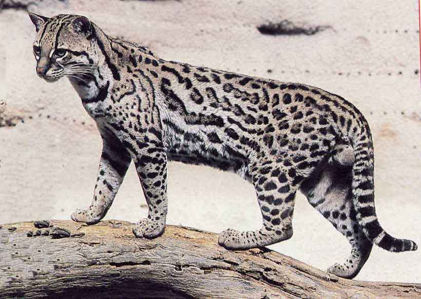  p>玻利维亚虎猫是一种猫科,虎猫属类生物,玻利维亚虎猫体长55-100