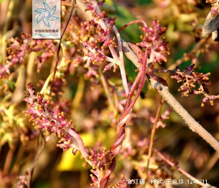  p>金灯藤( i>cuscuta japonica  /i> choisy),又名日本菟丝子.