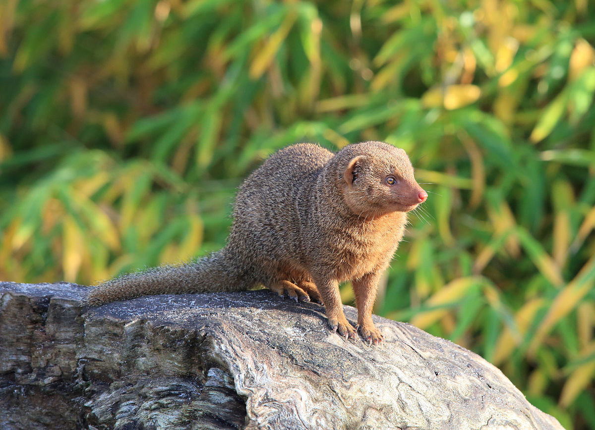 非洲的一种小型 a target="_blank" href="/item/食肉">食肉 /a>动物