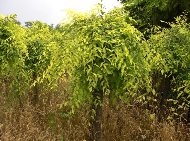  p data-id="gnwrehhu9l">龙爪榆(学名: i>ulmus pumila /i> l.