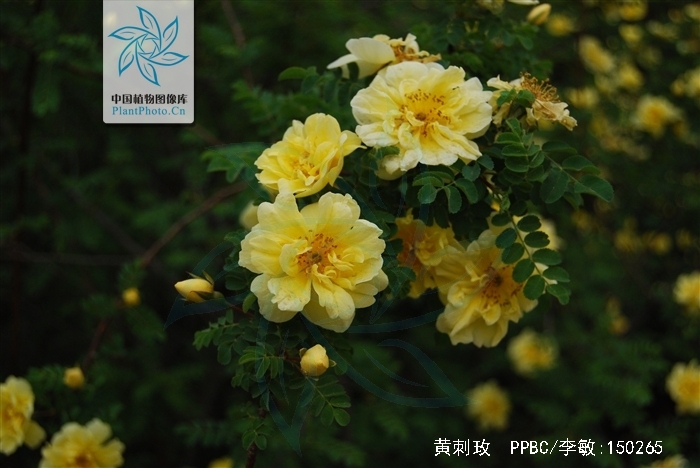  p>黄刺玫,拉丁学名: rosa xanthina lindl,落叶灌木.