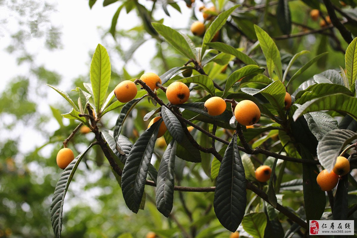  p> a href="#" data-lemmaid="3050256">枇杷属 /a>( i>eriobotrya 