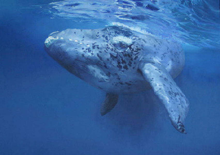  p>露脊鲸 i>(拉丁学名:eubalaena japonica) /i>,是 a target="