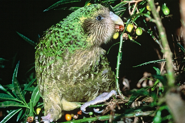  p>鸮鹉是一种外形奇特,唯一一种夜行性,在地面上爬行的鹦鹉科鸟类.