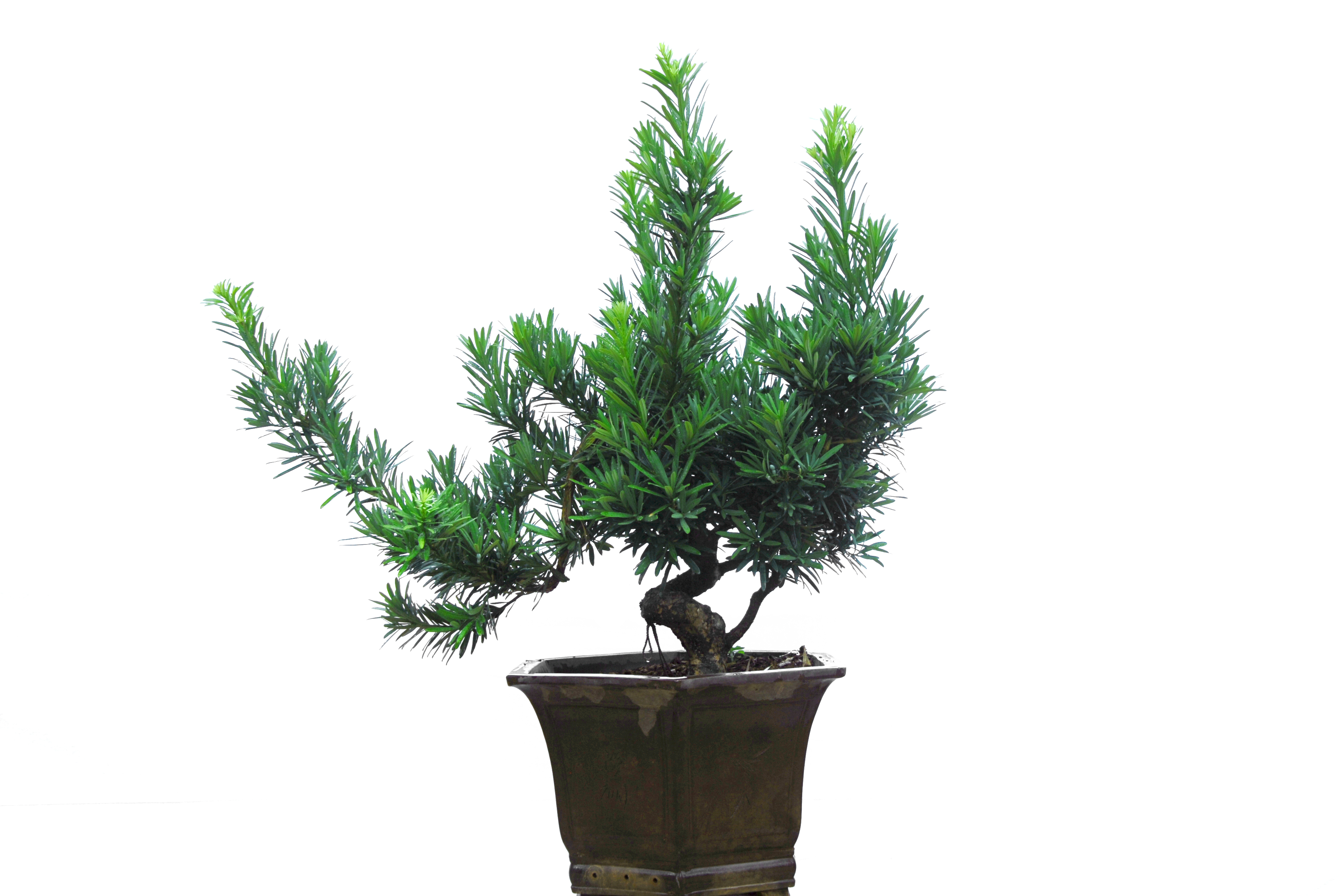 p>大理罗汉松(学名: i>podocarpus forrestii  /i>craib et w. w.