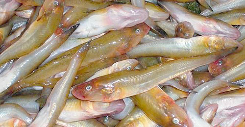 又名矛尾复虾虎鱼,推浪鱼,地龙鱼,天浪鱼,光鱼