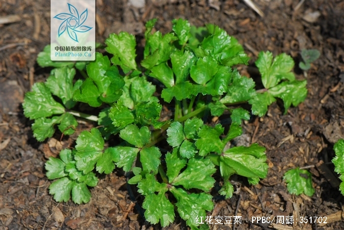  p>红花变豆菜(学名: i>sanicula rubriflora  /i>fr.