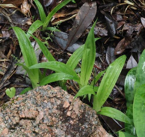  p>宽叶薹草(学名: i>carex siderosticta /i> hance)是莎草科薹草属