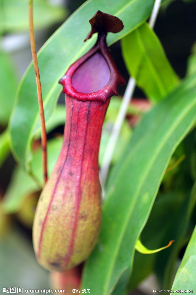 猪笼草是南亚印度尼西亚 a target="_blank" href="/item/苏门答腊岛