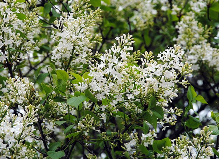  p>白丁香(学名: i>syringa oblata /i> lindl. var.