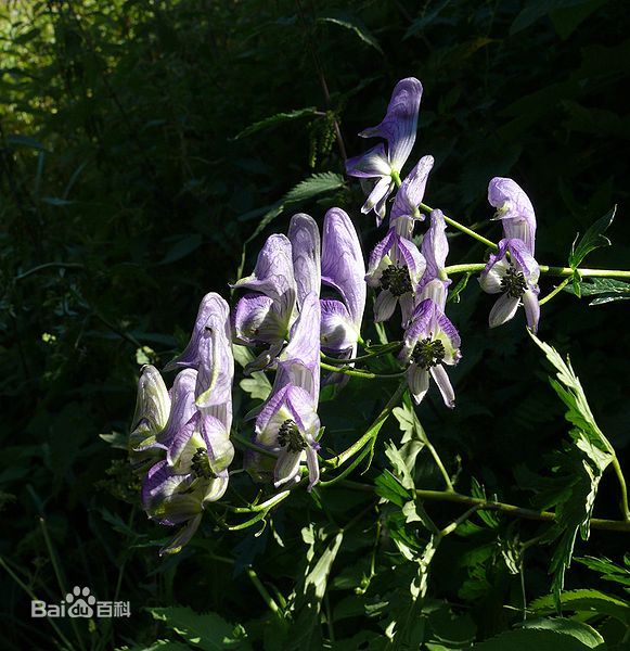aconitum talassicum m. pop.