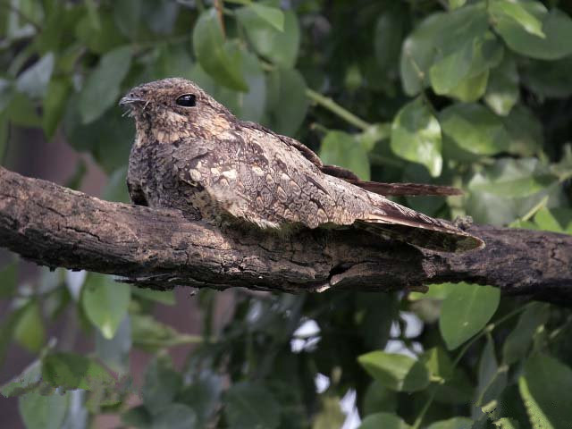  p>普通夜鹰(学名: i>caprimulgus indicus /i>):体长约270毫米,翅长