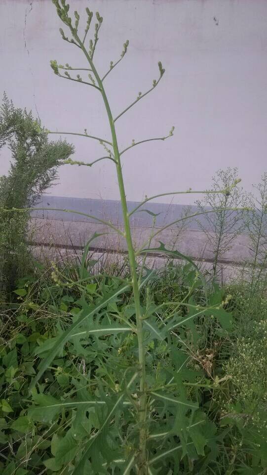  p>长裂苦苣菜(学名: b>sonchus /b>  b>brachyotus /b> dc.
