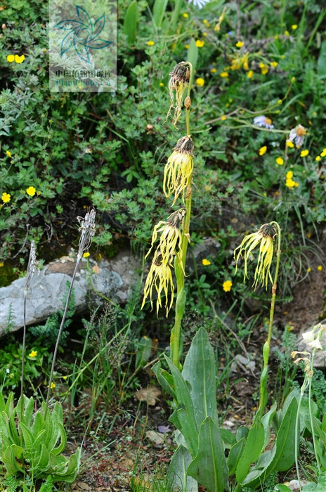 cremanthodlum stenactinium