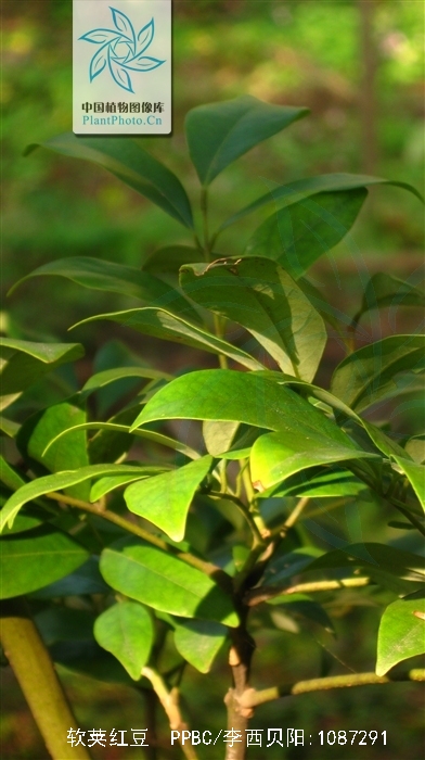  p>软荚红豆(学名: i>ormosia semicastrata /i> hance)是豆科,红豆属