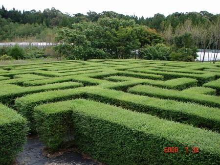  p>女贞绿篱:是指用 a href="#" data-lemmaid="6266528">小叶女贞 /a