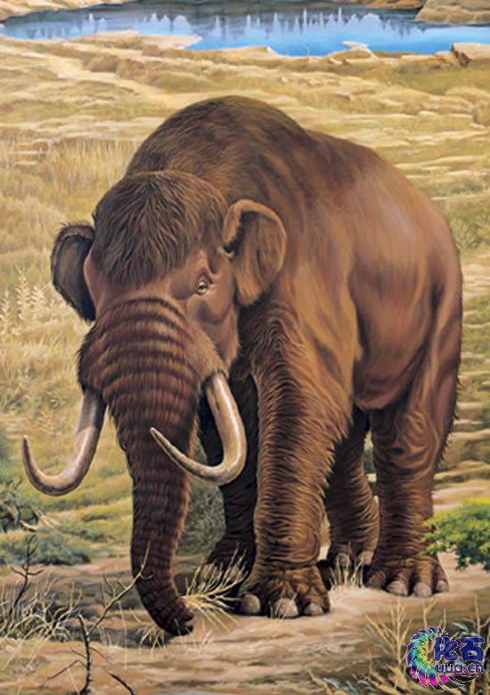  p>美洲乳齿象(mammut americanum)是北美洲已灭绝的乳齿象,其化石