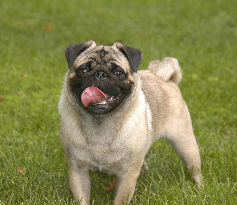  p>巴哥犬(pug)是体贴,可爱的小型犬种,此犬具备优良的爱干净的个性