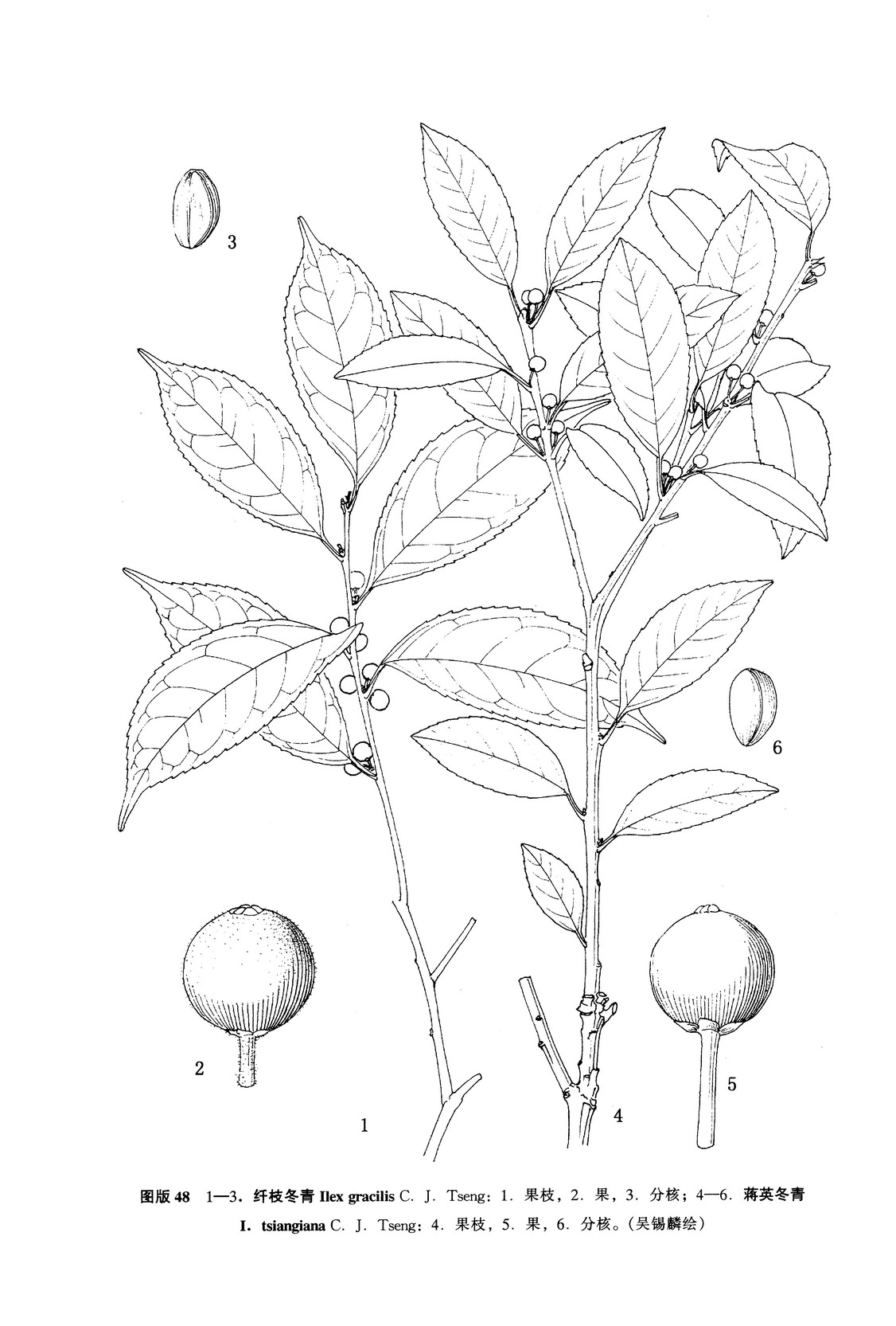  p>滇西冬青是常绿灌木或小乔木,高达7米;小枝粗壮,近圆柱形,灰色,较