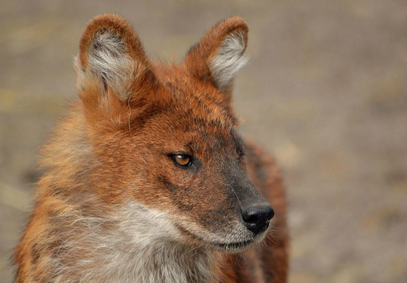  p>苏门答腊豺(学名: i>cuon alpinus sumatrensis /i>):是豺的 a