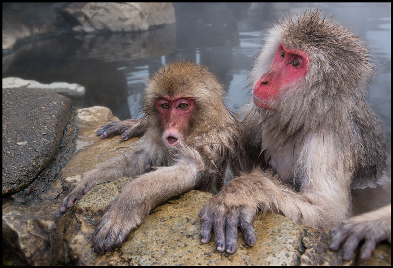  p> a href="#" data-lemmaid="111617">日本 /a>猕猴(学名: i>macaca