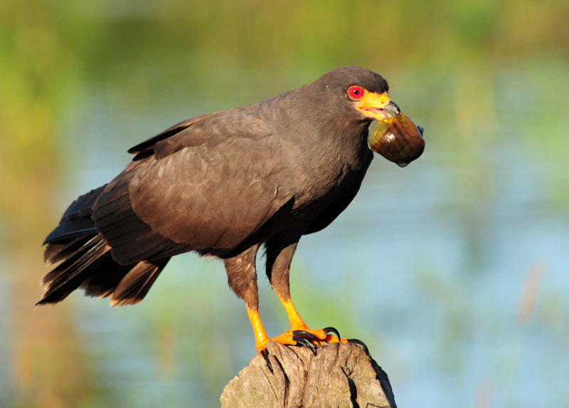 rostrhamus sociabilis