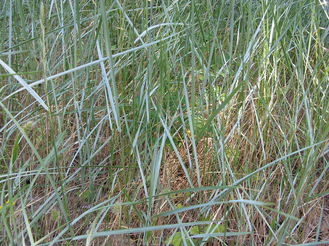  p>中间偃麦草(学名: i>elytrigia intermedia /i> (host) nevski)是