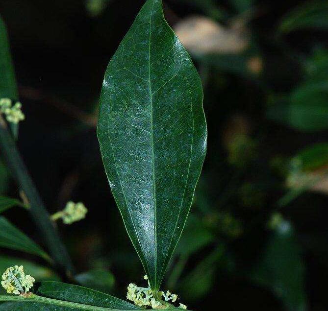  p>樟叶槿(hibiscus grewiifolius hassk)为锦葵科木槿属植物.