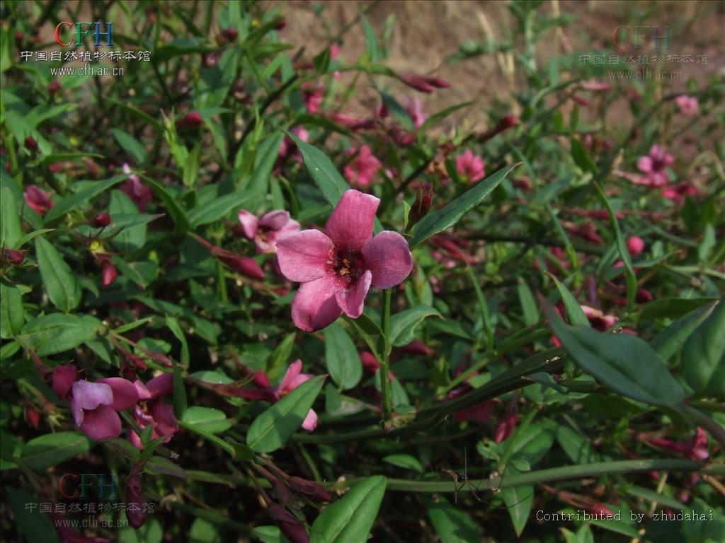 ="gnasb42qbq">酒瓶花, a target="_blank" href="/item/中药/295975"