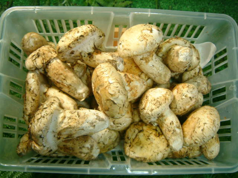  p>松茸蘑菇,学名松口蘑,又名大花菌, a target="_blank" href="/item