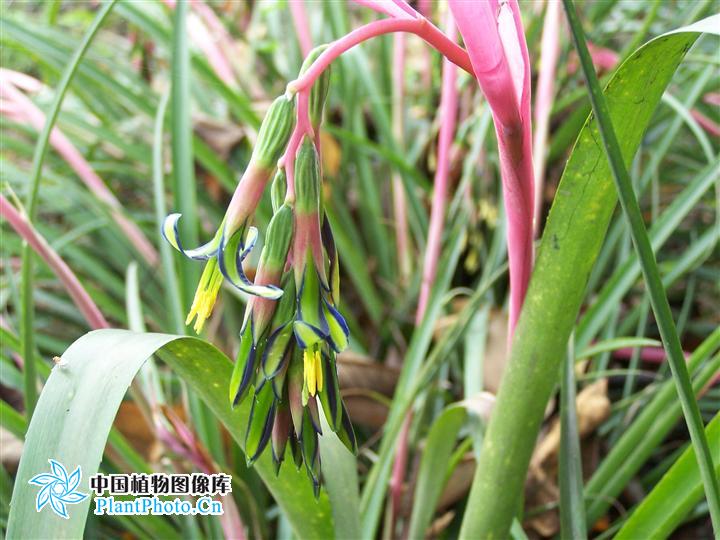  p>水塔花属,billbergia thunb.