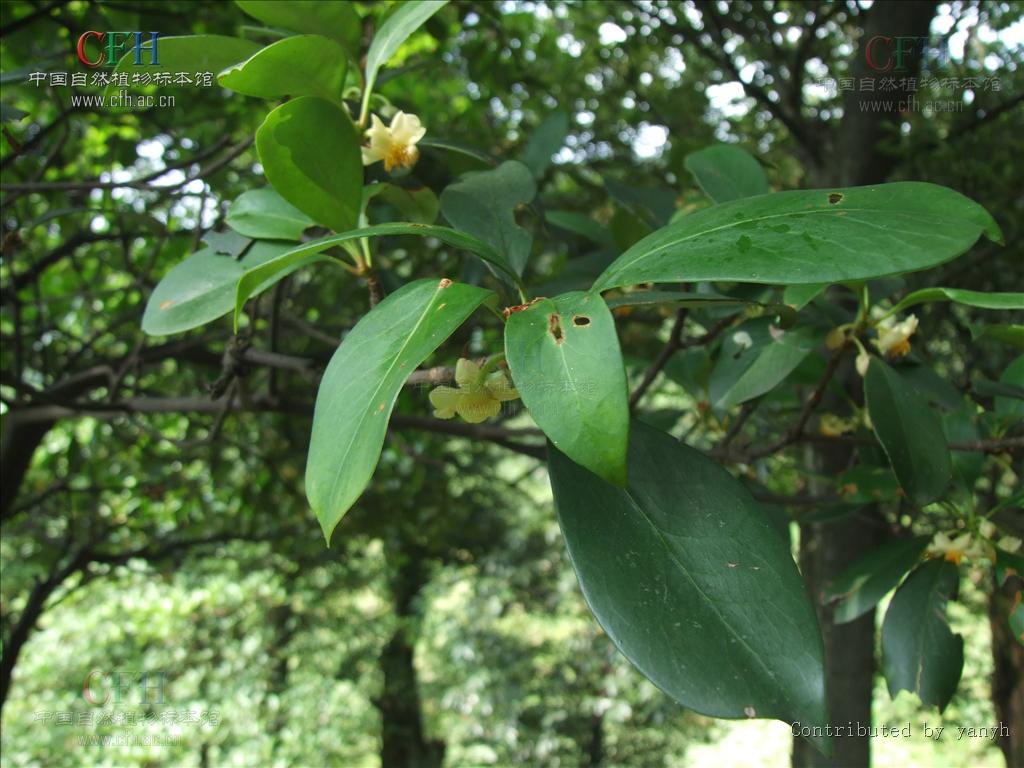  p>厚皮香属(学名:ternstroemia)是山茶科下的一个属,该属是灌木至 a