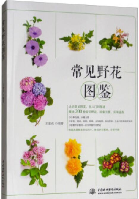 常见野花图鉴