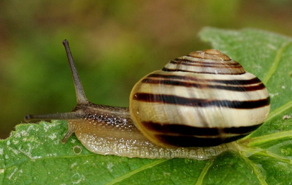 花园葱蜗牛