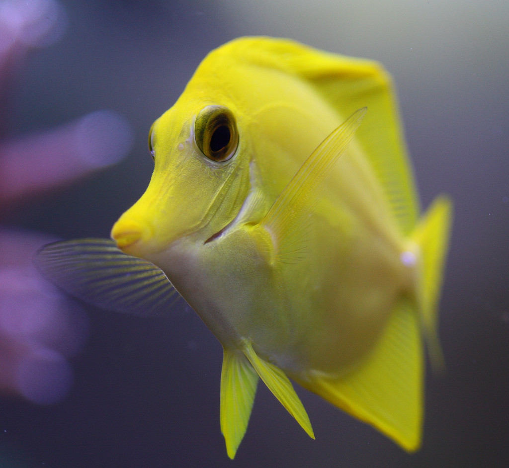 zebrasoma flavescens