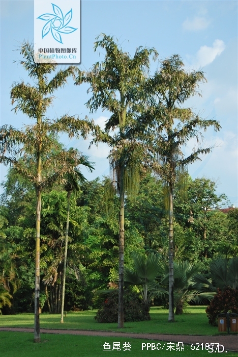  p>鱼尾葵(学名: i>caryota maxima /i> blume ex martius)棕榈科