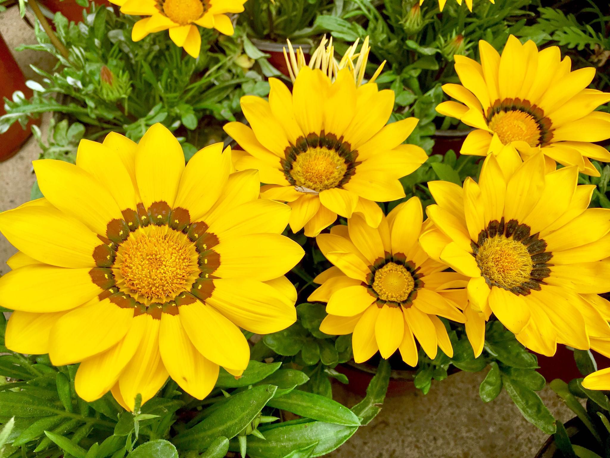  p>勋章菊(学名: i>gazania rigens /i> moench)是菊科,勋章菊属