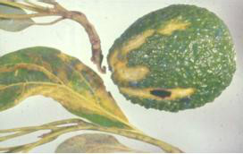  p>亚病毒(subviruses)是一类比病毒更为简单,仅具有某种核酸不具有