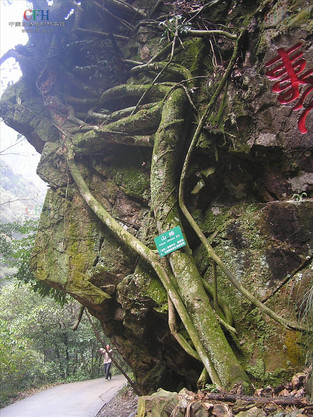 f)属于 a href="#" data-lemmaid="12640320">桑科榕属 /a>的一类 a