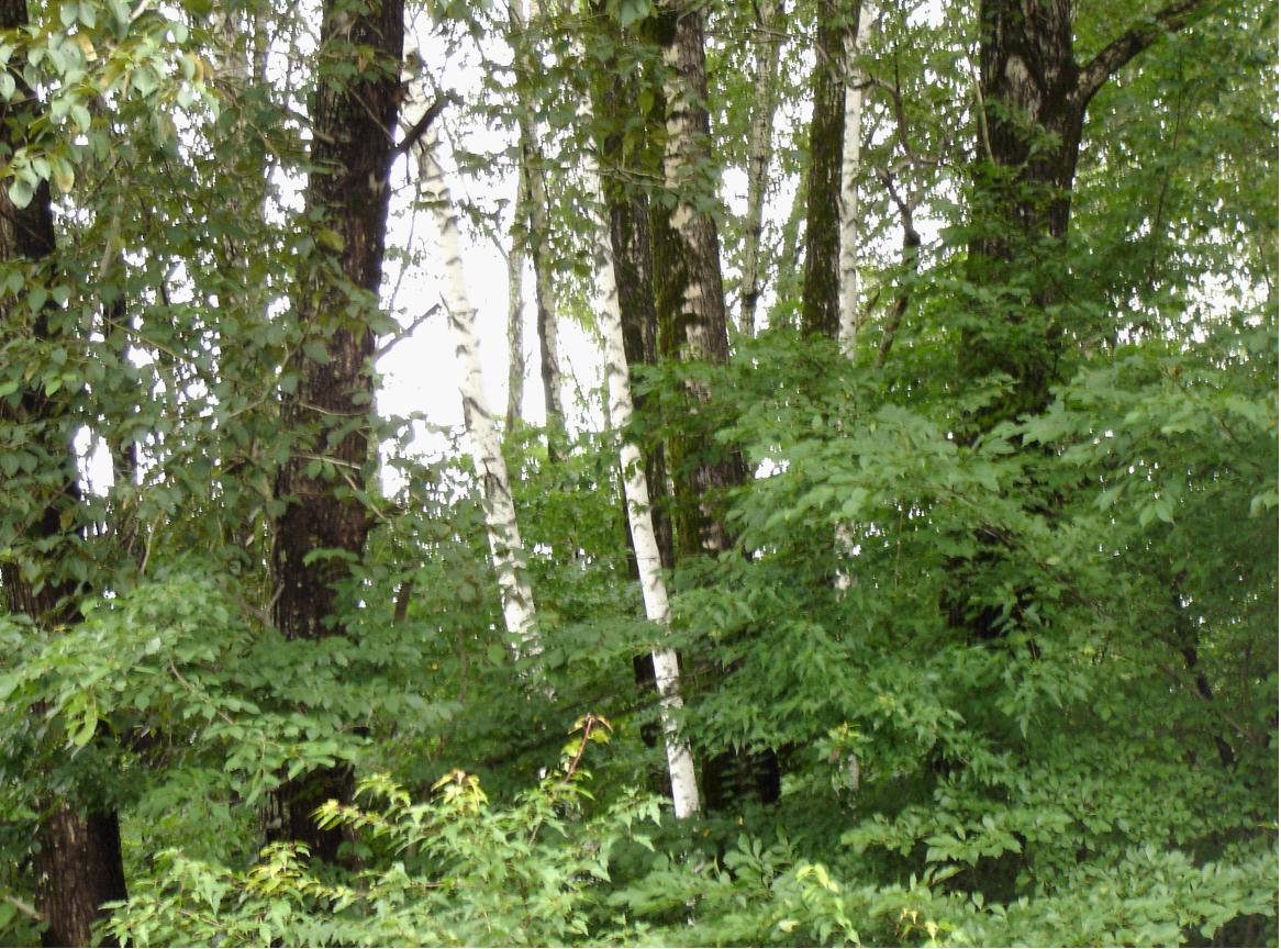  p>阔叶林:由 b> a target="_blank" href="/item/阔叶树">阔叶树 /a>