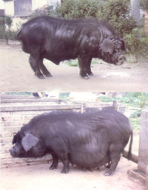  p>姜曲海猪主产于 a target="_blank" href="