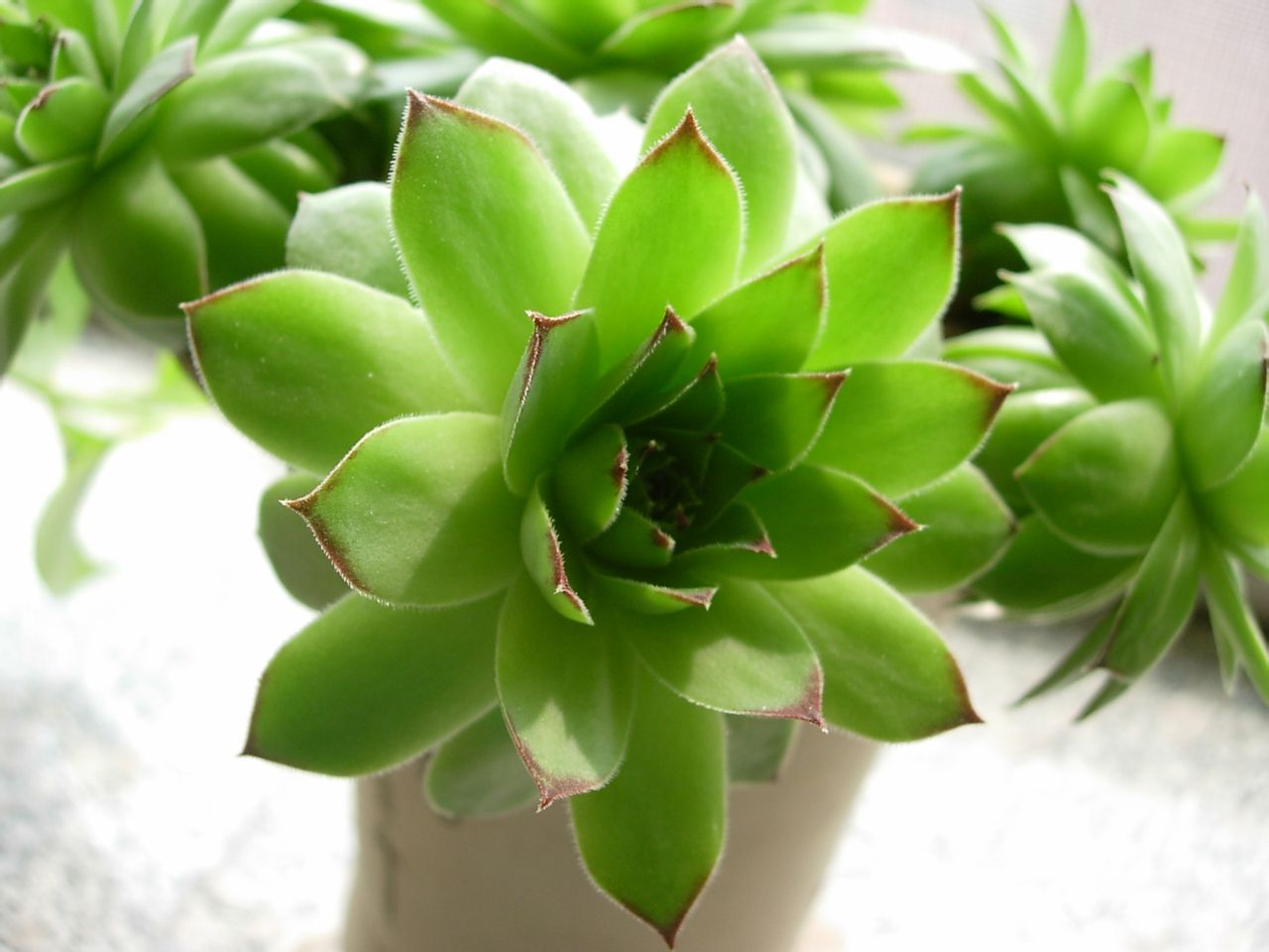 佛座莲是一种以观叶为主的小型 a target="_blank" href="/item/多肉