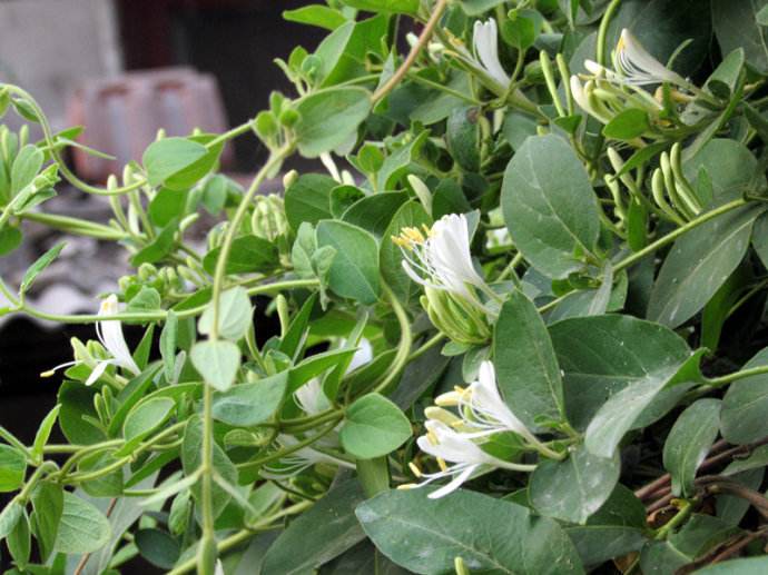  p>大花青藤 英文名 :illigera grandiflora w. w. sm. et j. f.