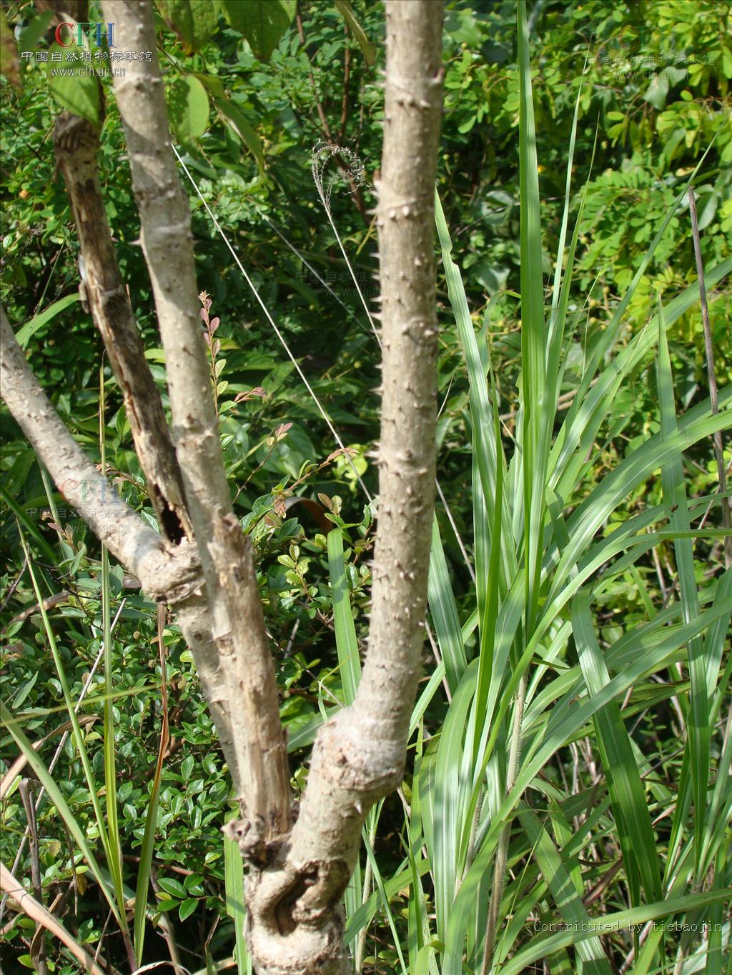  p>黄毛楤木(学名: aralia decaisneana hance),灌木,高1-5米,为 a