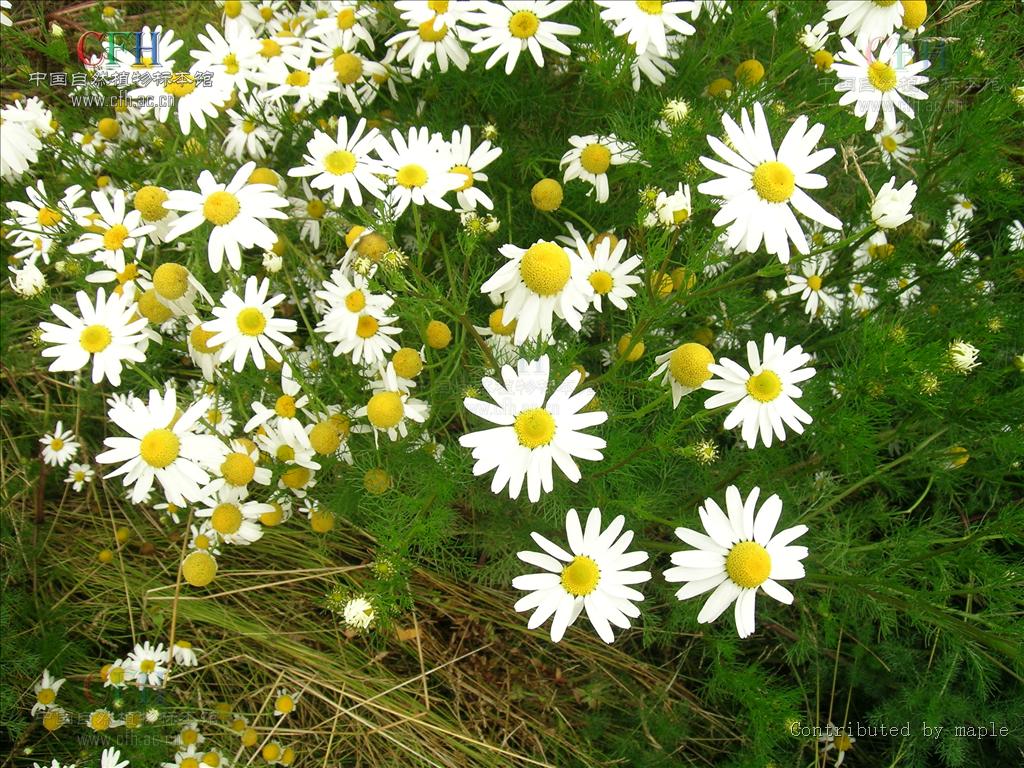  p>母菊属,matricaria,双子叶植物纲菊科的一属.