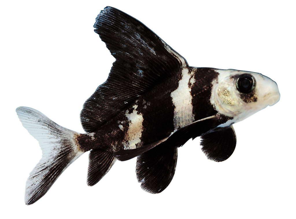 go0q7bmcm3">胭脂鱼(学名: i>myxocyprinus asiaticus /i>)是胭脂鱼科