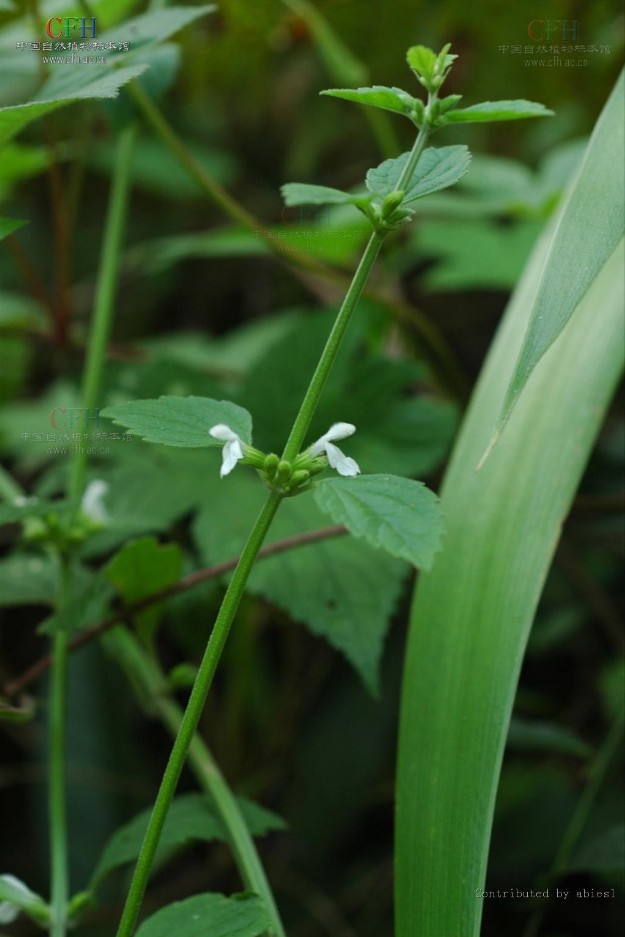  p> b>滨海白绒草 /b>(学名: b> i>leucas chinensis /i> /b>)为唇形