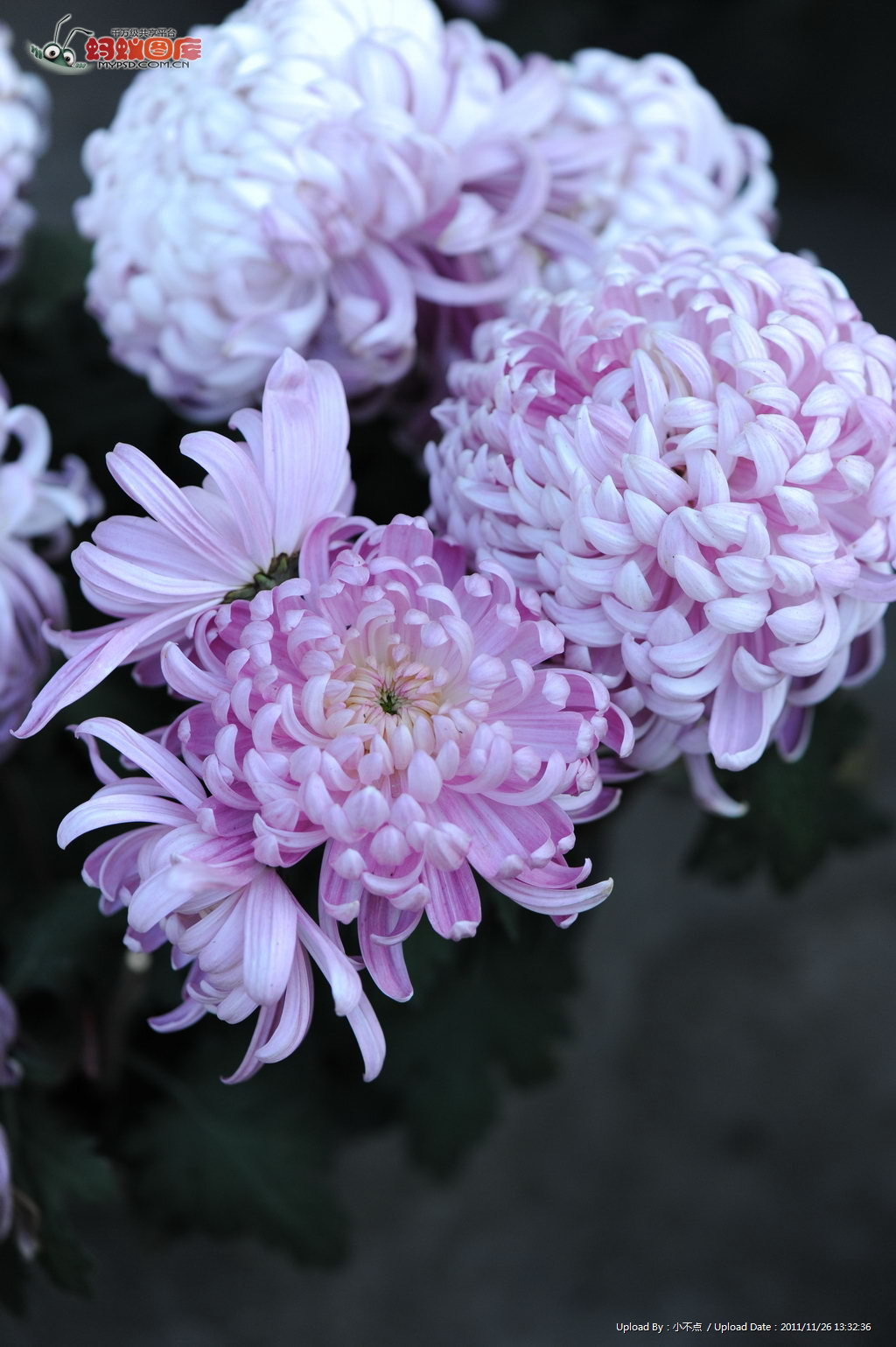  p>紫菊(学名: i>notoseris psilolepis  /i>shih)是菊科紫菊属的植物